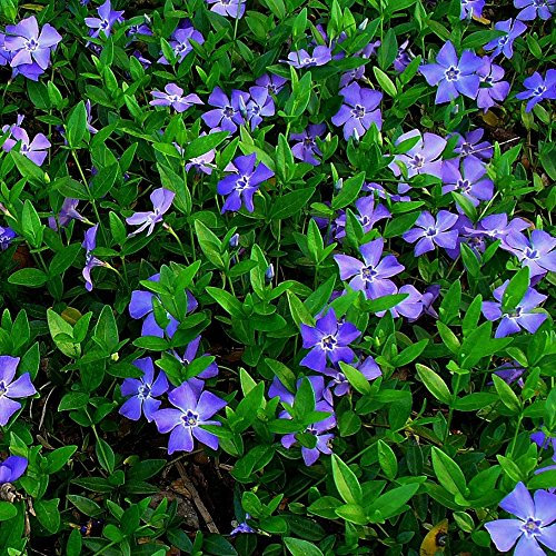 GardenersDream Vinca Minor Small Blue Periwinkle Plant - Outdoor Garden Ready Hardy Shrub - Evergreen Flowering Shrub for Ground Cover - Beautiful Outdoor Plant for Garden (9cm Pot, 15-25cm)