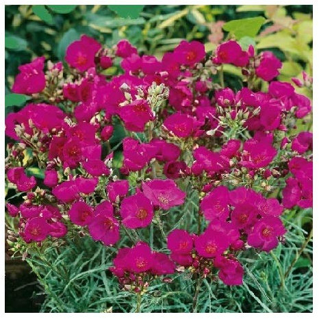 Calandrinia umbellata 'Ruby Tuesday' / Rock Purslane/Intense Colours for a Summer Border / 500 Seeds