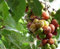 Ficus racemosa Feigenbaum Baumsamen Tropische Pflanze - Bonsai oder Standard (20 Samen Kein Tracking)