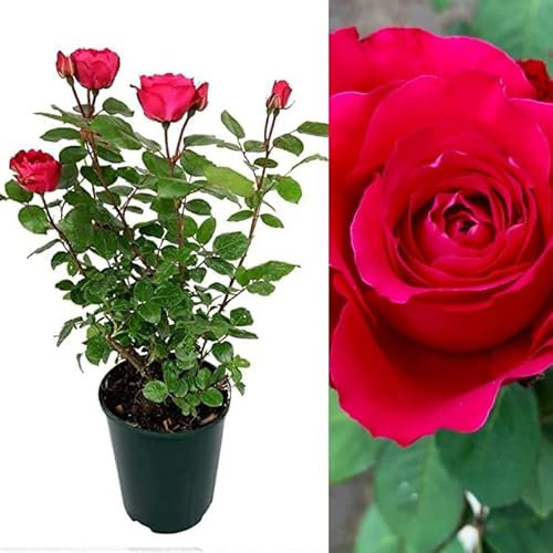Rose Bush Scarlet Queen - Floribunda Red Rose Bush for The Garden in a 3 Litre Pot (3 Plants)
