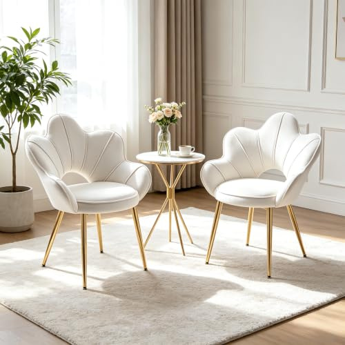 Chummaven Samt Muschel-Sessel Gold Metallbeine 2er Set Schminkstuhl, Creme | gepolstert, Stoff-Bezug, mit Armlehne, offene Rückenlehne, moderner Loungesessel Polsterstuhl für Wohnzimmer Schlafzimmer