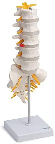Cranstein A-319 Lendenwirbelsäule - Anatomie Modell | mit geöffnetem Kreuzbein