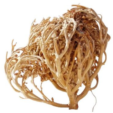 Chajarat Mariam – Rose de Jéricho Séchée 100g | Plante Traditionnelle à Infusion – Usage Ancestral Féminin