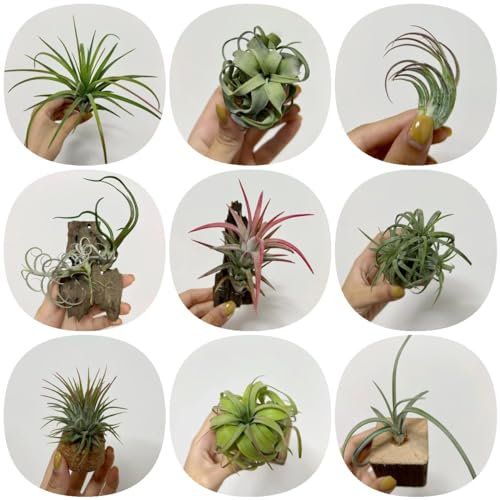 300 piezas Plantas aéreas colgantes reales semillas - Tillandsias - regalos sostenibles, semillas orgánicas tillandsia realmente planta Plantas para el jardín, plantas en maceta extremadamente