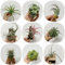 300 piezas Plantas aéreas colgantes reales semillas - Tillandsias - regalos sostenibles, semillas orgánicas tillandsia realmente planta Plantas para el jardín, plantas en maceta extremadamente