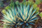 Agave neomexicana - 15 Samen
