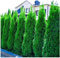 100 x Thuja occidentalis 'Smaragd' (Gehölz/Winterhart/Mehrjährig/Heckenpflanze/Immergrün) Lebensbaum - Der brillante Sichtschutz für jeden Garten - von Stauden Gänge