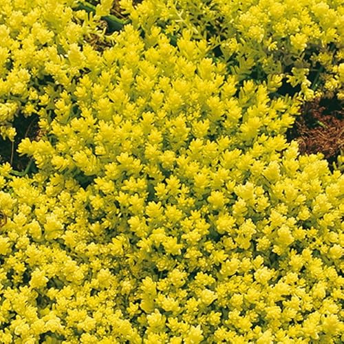 Scharfer Mauerpfeffer 'Aureum' gelb, 9x9 cm, 3 Pflanzen