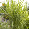 Bio Zebragras 'Zebrinus', Topf 5 Liter