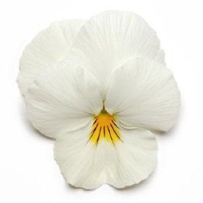 15 Semi Viola del pensiero Fredda Onda di Bianco (Aggiungendo Viola del pensiero) Coolwave Viola del pensiero