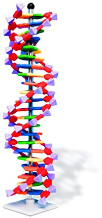 Molymod DNA Double Helix Model, 22 Segments, miniDNA Kit