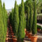 25 semi - Italian Semi Cipresso (Cupressus sempervirens)