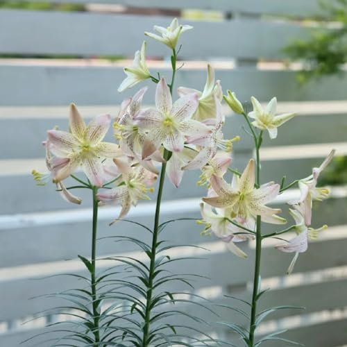 3 pz acquista bulbi di giglio - lilium brownii - piante in vaso a fioritura primaverile vere gigli giganti gigli d'albero tuberi resistenti pascolo delle, piante resistenti per