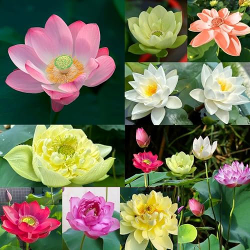 Bowl Lotus Flower Seeds, 50Pcs Mixed Colour Flower Seed, Beginner-Friendly Water Lotus Planting in Water Lotus Seeds for Kitchen Garden Pond