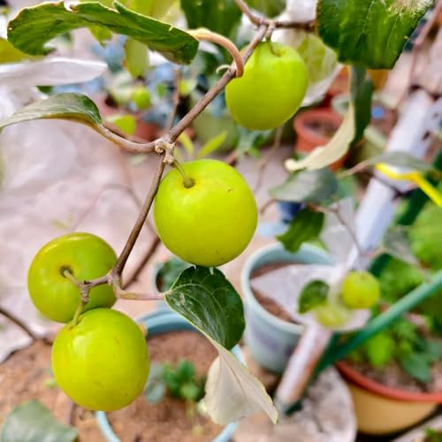 semillas del árbol de azufaifo - Plantas en maceta resistentes al aire libre palmera datilera resistente decoración de sala de estar árboles frutales, semillas de variedades antiguas 100pcs