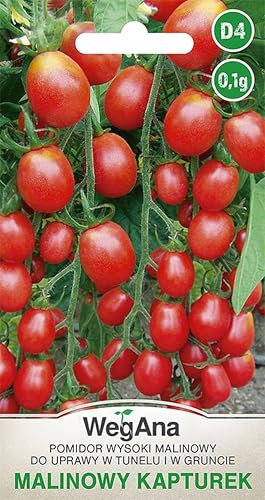 WegAna Himbeere Tomaten Kapturek 0,1g Samen Hohe Sorte Cherry Tomatensamen Robuste Gemüsesamen Gemüse Samen Anzucht Saatgut 400-600 Früchte Gemüsegarten