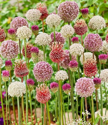 BALDUR Garten Allium-Mix 'Tropical Vibes',8 Zwiebeln,mehrjährig - winterhart,pflegeleicht,bienen- und schmetterlingsfreundlich,leuchtende Blütenbälle,Blickfang im Beet und Kübel,neuer Raritäten-Mix