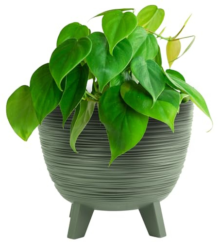 B2C Bowl Planter Plant Pot with Legs Oval Flower Modern Decorative FURU Indoor 4 Colours Modern Elegant Plqastic Matt Finish Textured Home Office Balcony Lightweight (Green, 23.6cm)