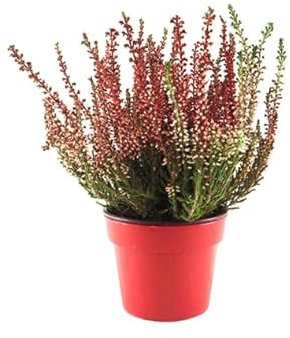 Calluna Vulgaris la Planta Natural de Otoño e Invierno