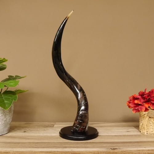 GTK - Geweihe & Trophäen KRUMHOLZ 1 Stück Kudu Aussenhorn glanzpoliert small auf Ständersockel Neu H 51 cm 80.20.5.6