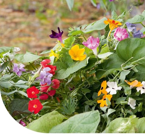 Kletterpflanzen-Mischung – 250g - 125 m2 – Blumensamen – einjährige und mehrjährige Pflanzen – schnelles Wachstum