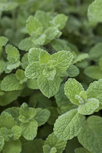 Mentha x rotundifolia ca. 9x9 cm Topf - Apfelminze, aromatische Blätter, ideal für Tee und Cocktails, bienenfreundlich, pflegeleicht