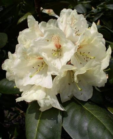Yakushima Alpenrose Rhododendron yakushimanum Flava 25-30 cm breit im 5 Liter Pflanzcontainer
