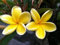 Ponak Neue 5 PC Plumeria Rubra Frangipani Lilavadee Blumensamen für schöne Gartenarbeit gelb Mix