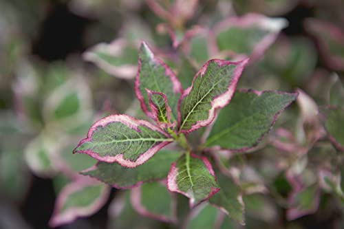 Weigela florida 'Monet' 30-40 cm – Winterhart, Mehrjährig, Pflegeleicht – Weigelie – Zierstrauch für Garten & Rabatte