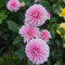 5 pcs Dahlien Knollen Kaufen Winterhart - blumen zwiebeln winterhart mehrjährig Dahlien Zwiebeln - Dahlia pinnata - Hochbeet Balkon PflanztöPfe Blumenzwiebeln FrüHblüHer Gartenpflanzen