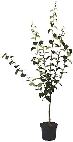 Quittenbaum Portugiesische Birnenquitte Buschbaum 110-140 cm mit 7-10 Liter Topfballen Unterlage Quitte A