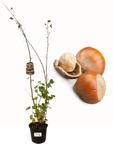 P. Piantine da Orto | Nocciolo, Pianta in Vaso Diametro 22 cm, Pianta da Frutto in Vaso, Pianta Vera da Esterno, Giardino in Terrazza, Vivaio Italiano