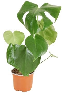 Bloomique - Monstera Deliciosa - Pianta bucata - Piante d'appartamento - Purificante dell'aria - Facile manutenzione - Altezza 30-40 cm - Vaso 12 cm