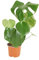 Bloomique - Monstera Deliciosa - Fensterblatt - Zimmerpflanzen - Pflegeleicht - Luftreinigend - Höhe 30-40 cm - Topf 12 cm