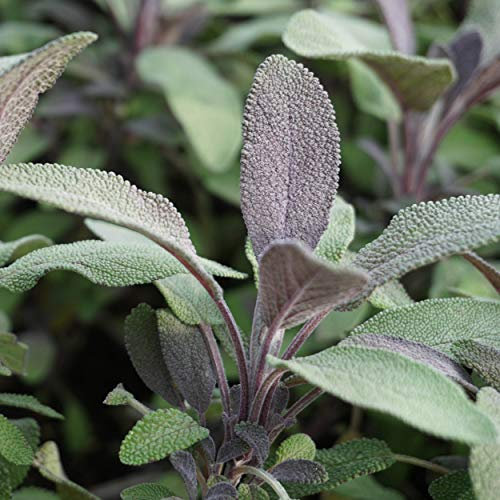 Blumixx Stauden Salvia officinalis 'Purpurascens' - Rotblättriger Gewürz-Salbei im 0,5 Liter Topf violettblau blühend