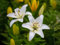 100 graines de fleurs de lys blanches.