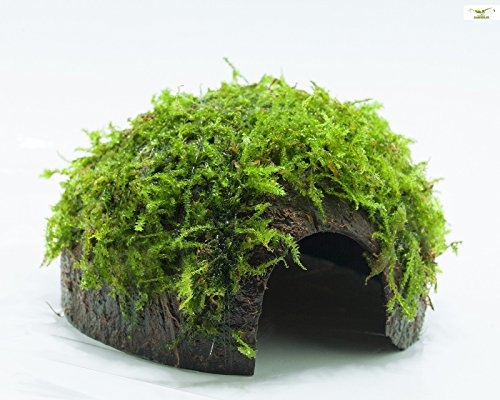 Garnelio - Moos Höhle/Coco Shell - Kokosnuss mit XMAS Aquarienmoos bewachsen/Höhle Aquarium Deko