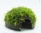 Garnelio - Moos Höhle/Coco Shell - Kokosnuss mit XMAS Aquarienmoos bewachsen/Höhle Aquarium Deko
