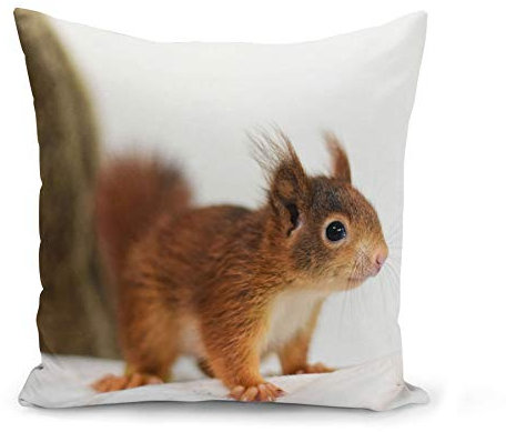 Fabulous Kissen Kissenbezug 40x40 cm Eichhörnchen Zu niedlich Wildtier Natur Innenaufnahmen