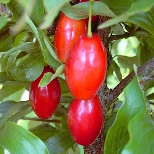 Schönbrunner Gourmet Dirndl veredelte Kornelkirsche Cornus mas Strauch