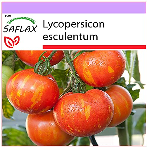 SAFLAX - Tomate - Tigerella - 10 Samen - Lycopersicon esculentum
