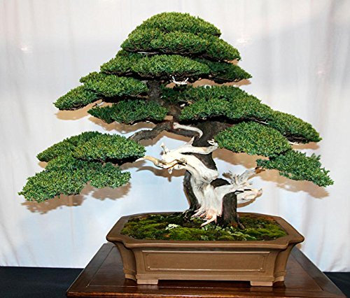 VERKAUF! 50 Wacholder Bonsai-Baum Topfblumen Büro Bonsai die Luft absorbieren schädliche Gase Wacholdersamen reinigen