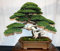 VERKAUF! 50 Wacholder Bonsai-Baum Topfblumen Büro Bonsai die Luft absorbieren schädliche Gase Wacholdersamen reinigen