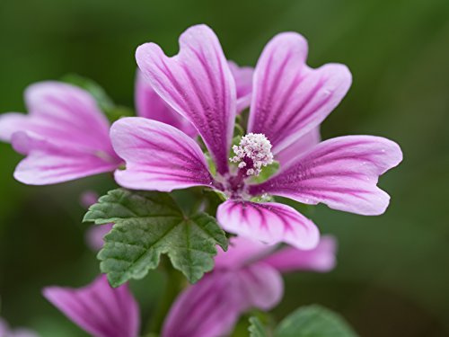 Wilde Malve Malva sylvestris 150 Samen