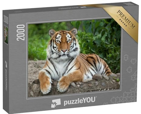 puzzleYOU: Puzzle 2000 Teile „Sibirischer Tiger, auch bekannt als Amur-Tiger“ – aus der Puzzle-Kollektion Tiger, Tiere in Savanne & Wüste