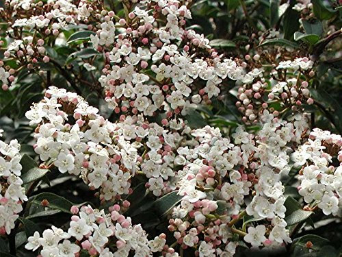 1 PIANTA DI VIBURNO TINUS VASO 19CM ARBUSTO SEMPREVERDE