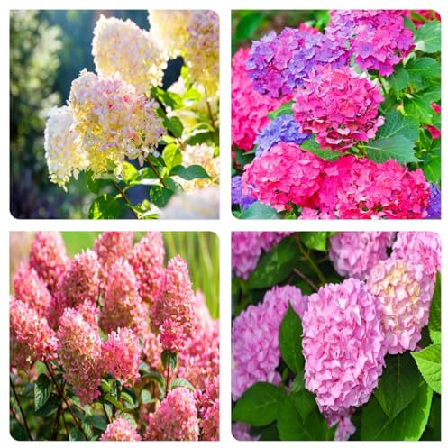 Una planta de hortensia fuerte, buena/mixta, Golden Jade se siente perfecta para el paisajismo.-1bulbo-C