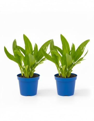 2 Piante di Aglio Orsino su vaso 12 BIO MODIPITRE