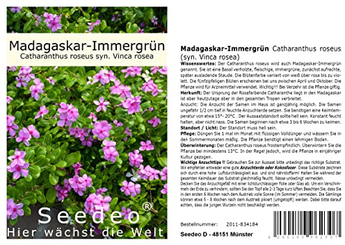 Seedeo Madagaskar-Immergrün Catharanthus roseus (syn. Vinca rosea) 100 Samen