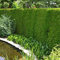 Gardline - Lebensbaum Thuja Brabant 180-200 cm. Angebot: 3-150 Koniferen. Thuja 4 St. (ca. 2 Meter)
